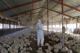 A worker wearing a protection suit cull chickens at a poultry farm where the bird flu virus had been found in Takanabe Town, Miyazaki prefecture January 31, 2011. Dead chickens found at a poultry farm in Miyazaki Prefecture were infected with a highly pathogenic avian flu virus, local officials said on Monday amid a spreading epidemic among local farms, Kyodo news reports. REUTERS/Miyazaki prefectural government office/Handout (JAPAN - Tags: ANIMALS DISASTER HEALTH) THIS IMAGE HAS BEEN SUPPLIED BY A THIRD PARTY. IT IS DISTRIBUTED, EXACTLY AS RECEIVED BY REUTERS, AS A SERVICE TO CLIENTS. FOR EDITORIAL USE ONLY. NOT FOR SALE FOR MARKETING OR ADVERTISING CAMPAIGNS