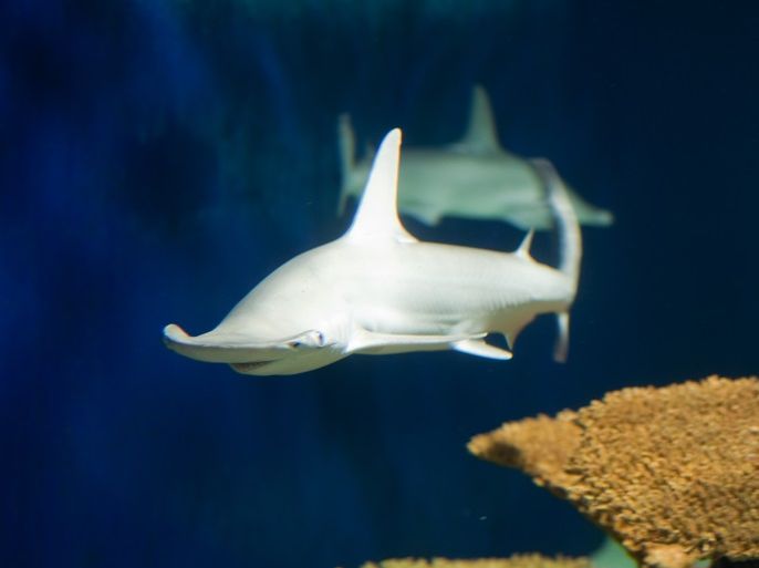Bonnethead shark (Sphyma tiburo) atthe Audubon aquarium of the Amerias, New Orleans (mills Baker)