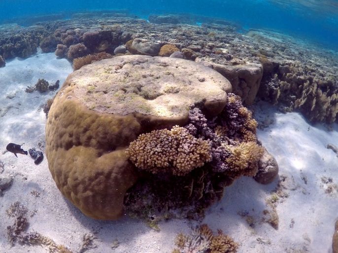 A large piece of coral can be seen in the lagoon on Lady Elliot Island, on the Great Barrier Reef, northeast from Bundaberg town in Queensland, Australia, June 9, 2015. REUTERS/David Gray/File photo