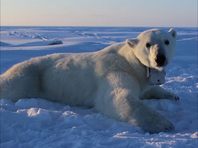 ذوبان الجليد يهدد بانقراض دببة القطب الشمالي