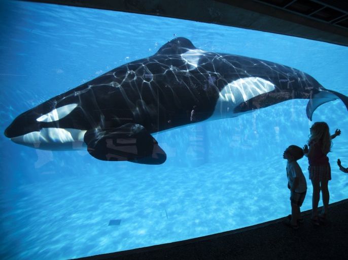 Young children get a close-up view of an Orca killer whale during a visit to the animal theme park SeaWorld in San Diego, California March 19, 2014 REUTERS/Mike Blake/File Photo