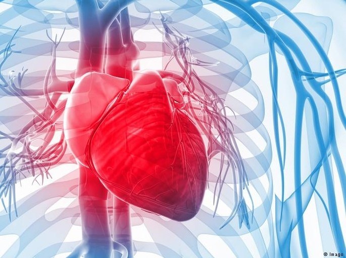 القلب، قلب، حقائق مثيرة عن العضلة الأهم في جسم الإنسان