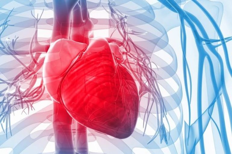 القلب، قلب، حقائق مثيرة عن العضلة الأهم في جسم الإنسان
