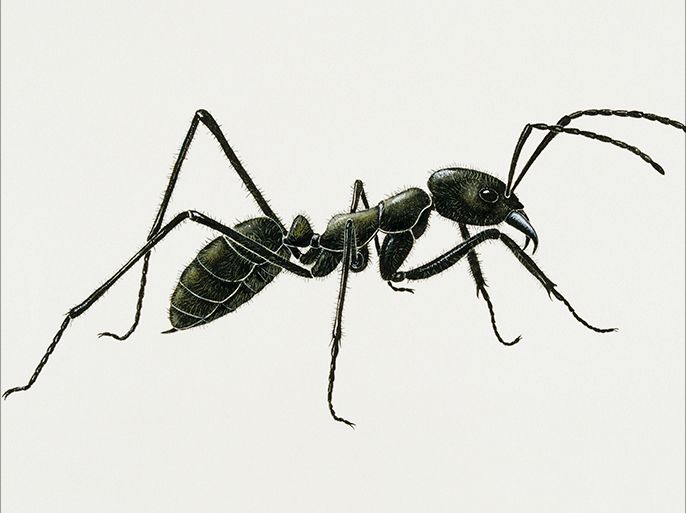 UNSPECIFIED - FEBRUARY 23: Matabele ant (Megaponera foetens), Formicidae. Artwork by Bridgette James. (Photo by DeAgostini/Getty Images) animal themes; animals in the wild; ant; art; art and craft; biology; bridge; cut out; environment; formicidae; horizontal; illustration and painting; illustration technique; insect; matabele ant; megaponera foetens; nature; no people; one animal; side view; wildlife; zoology