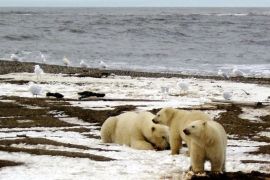 A polar bear sow and two cubs are seen on the Beaufort Sea coast within the 1002 Area of the Arctic National Wildlife Refuge in this undated handout photograph provided by the U.S. Fish and Wildlife Service. The deadline for deciding whether to list the big white bears as threatened under the Endangered Species Act is Wednesday but Dale Hall, head of the U.S. Fish and Wildlife Service, told reporters on January 7, 2008, it would take as much as a month more to analyze all the information. Environmentalists vowed to sue for quicker action. REUTERS/U.S. Fish and Wildlife Service/Handout (UNITED STATES). EDITORIAL USE ONLY. NOT FOR SALE FOR MARKETING OR ADVERTISING CAMPAIGNS.