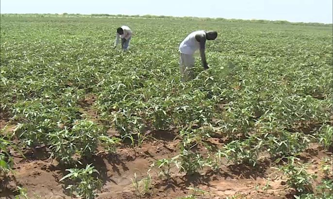 منظمة الفاو: 54% من سكان أفريقيا يتجهون للمجال الزراعي