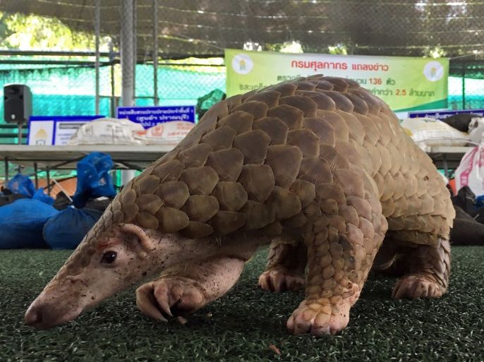 A pangolin walks during a news conference after Thai customs confiscated live pangolins, in Bangkok, Thailand August 31, 2017. REUTERS/Prapan Chankaew
