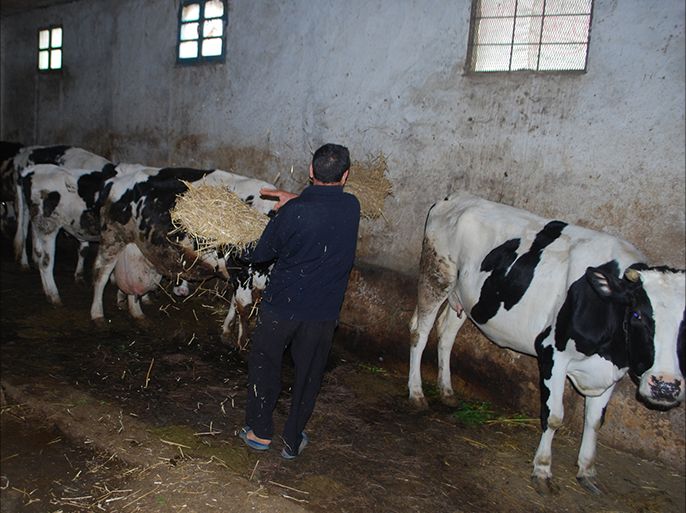 عبد الفتاح ينثر القرط أمام أبقاره لإطعامها/ رأس الجبل الفلاحية/محافظة بنزرت الشمالية/مارس/آذار 2018