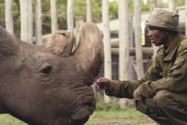 the world's last male northen white rhino, age 45, died at OL Pejeta Conservancy in Kenya on March 19the, 2018 (Ol Pejeta Conservancy)