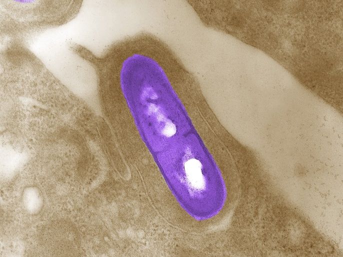 An electron micrograph of a Listeria bacterium in tissue is seen in a 2002 image from the Centers for Disease Control and Prevention (CDC). Investigations into foodborne illness are being radically transformed by whole genome sequencing, which federal officials say is enabling them to identify the source of an outbreak far more quickly and prevent additional cases. Listeria monocytogenes is the infectious agent responsible for the food borne illness Listeriosis. U.S. disease detectives have begun using whole-genome sequencing to track down the origins of food borne illness, which sicken 48 million Americans each year. REUTERS/Elizabeth White/CDC/Handout via Reuters FOR EDITORIAL USE ONLY. NOT FOR SALE FOR MARKETING OR ADVERTISING CAMPAIGNS. THIS IMAGE HAS BEEN SUPPLIED BY A THIRD PARTY. IT IS DISTRIBUTED, EXACTLY AS RECEIVED BY REUTERS, AS A SERVICE TO CLIENTS