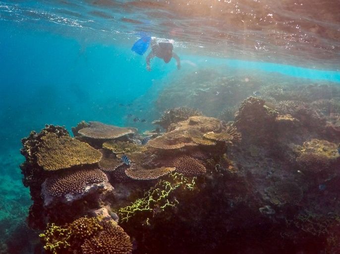 Oliver Lanyon, senior ranger in the Great Barrier Reef region for the Queenlsand Parks and Wildlife Service, takes photographs and notes during an inspection of the reef's condition in an area called the