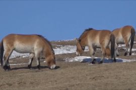 هذا الصباح-منغوليا تكافح لحماية خيول البرزوالسكي