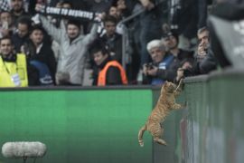 epa06604219 A cat jumps onto the advertisement board during the UEFA Champions League round of 16, second leg soccer match between Besiktas Istanbul and FC Bayern Munich in Istanbul, Turkey, 14 March 2018. EPA-EFE/SEDAT SUNA
