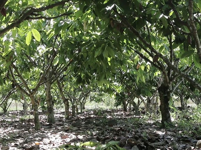 بستان شوكولا بمدينة لوو، حيث يحتوي هكتار منه على 200 شجرة كاكاو.