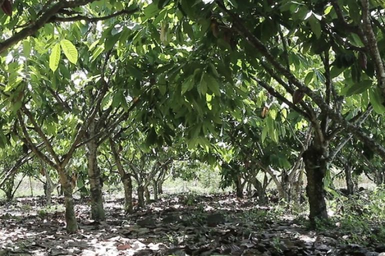 بستان شوكولا بمدينة لوو، حيث يحتوي هكتار منه على 200 شجرة كاكاو.