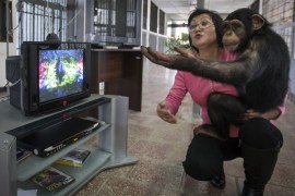 Zoo staff Sholpan Abdibekova and Tomiris, a five-year-old chimpanzee, react as they watch a BBC environmental programme in a primate winter enclosure in Almaty March 6, 2015. REUTERS/Shamil Zhumatov/File Photo