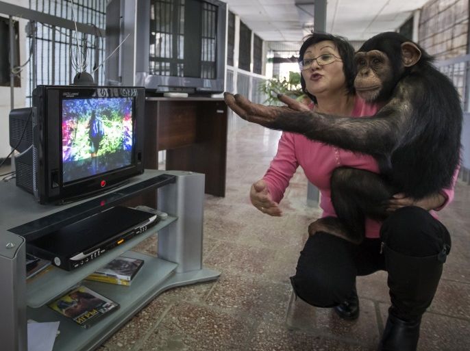Zoo staff Sholpan Abdibekova and Tomiris, a five-year-old chimpanzee, react as they watch a BBC environmental programme in a primate winter enclosure in Almaty March 6, 2015. REUTERS/Shamil Zhumatov/File Photo
