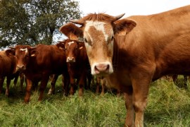 A cattle of cows graze in a ranch in Portezuelo, Spain, April 23, 2018. Picture taken April 23, 2018. REUTERS/Sergio Perez