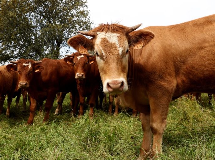 A cattle of cows graze in a ranch in Portezuelo, Spain, April 23, 2018. Picture taken April 23, 2018. REUTERS/Sergio Perez