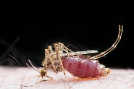 Image of mosquito bite and sucking human blood. Macro shot - malaria