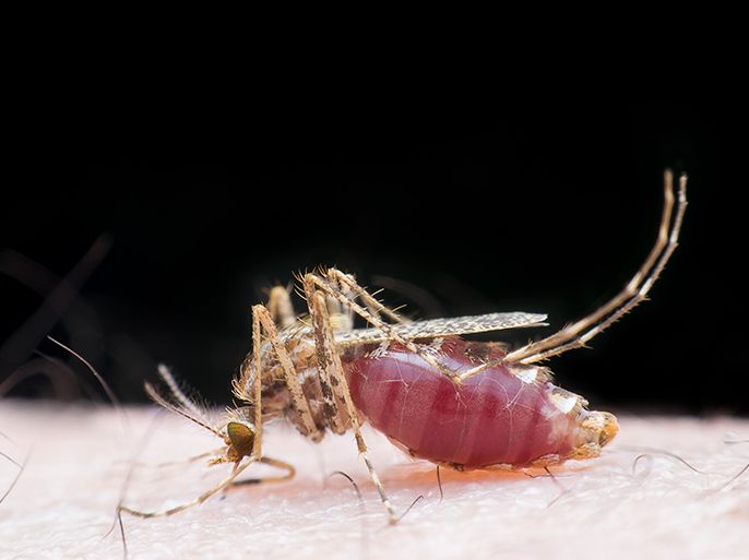 Image of mosquito bite and sucking human blood. Macro shot - malaria