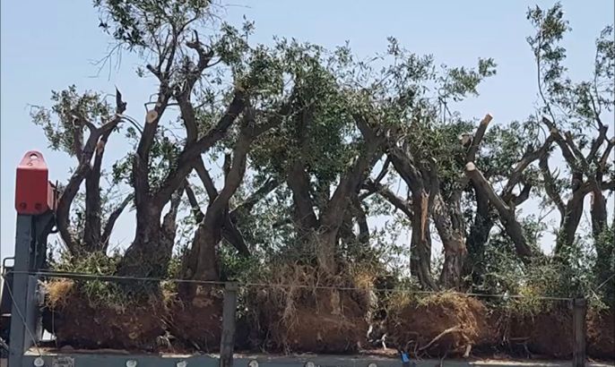 الاحتلال يقتلع عشرات أشجار الزيتون المعمرة بالقدس