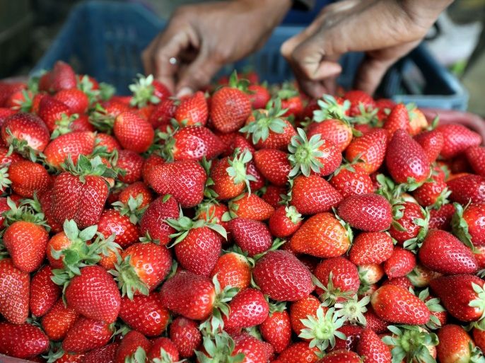 A farmer harvests his strawberry crop in a field in the Beheira Governorate, north of Cairo, Egypt April 4, 2018. REUTERS/Mohamed Abd El Ghany