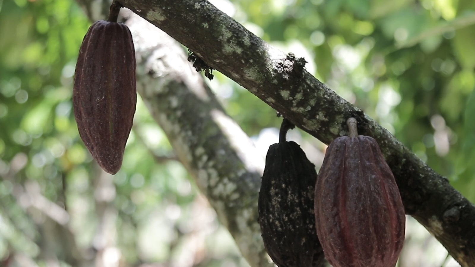 ثمار الكاكاو تعرضت للإصابة وهو ما عانت منه العديد من المزارع