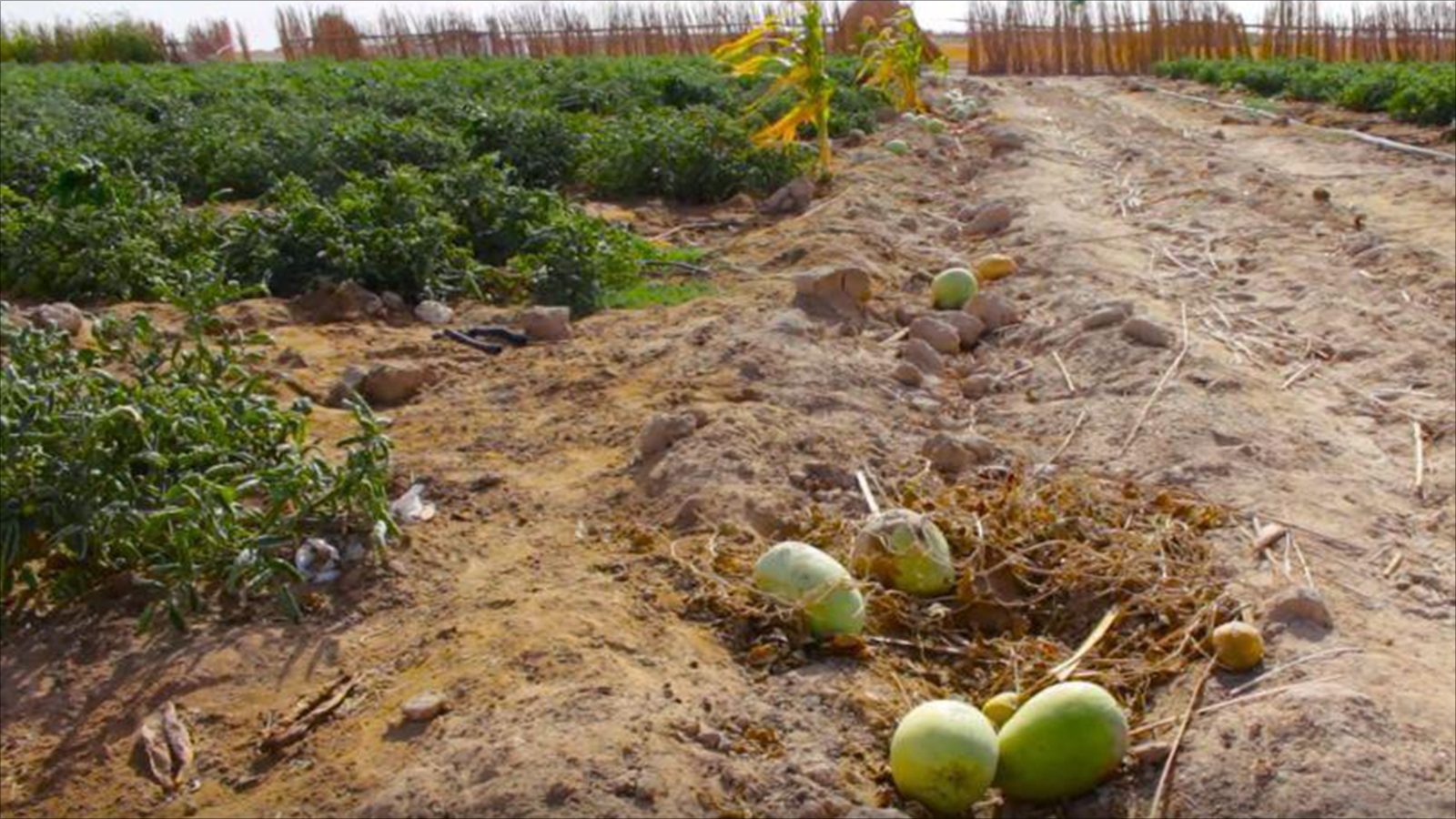 ‪تراجع الزراعة في العراق بسبب الجفاف والاستيراد من الخارج‬ (الجزيرة)