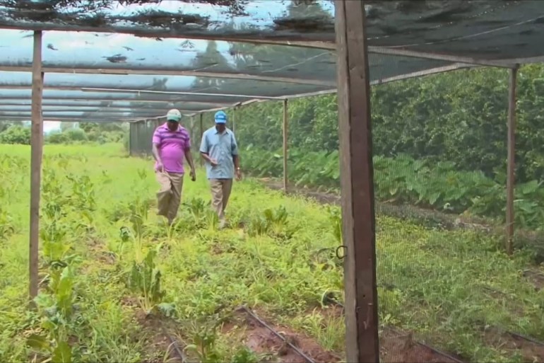 هذا الصباح-تطبيق جديد يسهل عمل المزارعين الكينيين