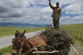 QUNU, EASTERN CAPE, SOUTH AFRICA, 14 DECEMBER 2013: A man collecting firewood with his donkey stands and gives the ANC salute as he waits for the Nelson Mandela funeral procession to pass, Qunu, South Africa, 14 December 2014. An icon of democracy, Mandela was buried at his family home in Qunu after passing away on the 5th December 2013. (Photo by Brent Stirton/Reportage by Getty Images.)