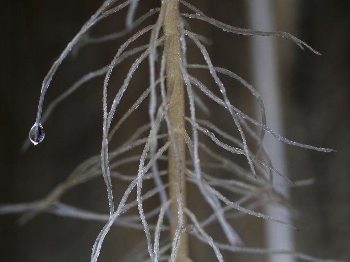 Plants roots are seen after being misted with mineral salts at the Plant Advanced Technologies (PAT) company greenhouse in Laronxe near Nancy, Eastern France, June 19, 2015. The farmers employed at the site in Laronxe are growing plants in a special way with a view to