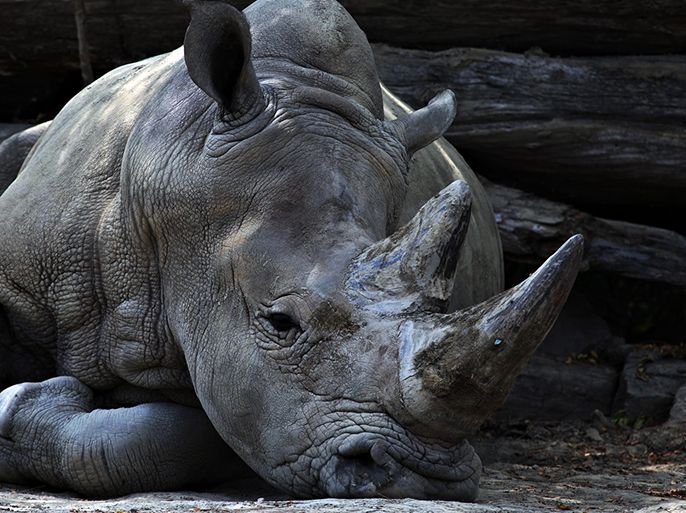وحيد القرن - ميدان