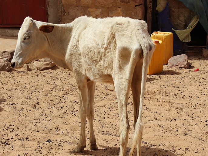 تقرير عن المجاعة في موريتانيا