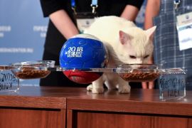 Achilles the cat, one of the State Hermitage Museum mice hunters, chooses Russia while attempting to predict the result of the opening match of the 2018 FIFA World Cup between Russia and Saudi Arabia during an event in Saint Petersburg, Russia June 13, 2018. REUTERS/Dylan Martinez