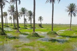 أحد الحقول التي يزرع فيها الأرز بمحافظة النجف جنوب غربي بغداد