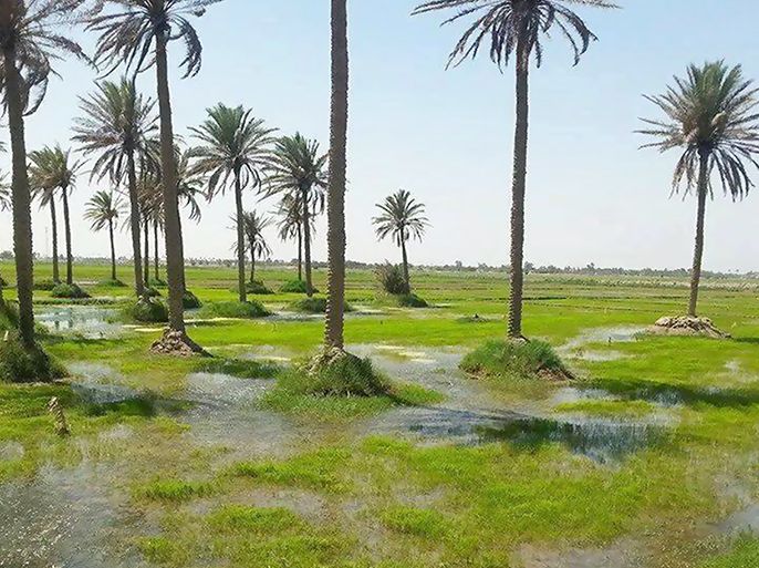 أحد الحقول التي يزرع فيها الأرز بمحافظة النجف جنوب غربي بغداد