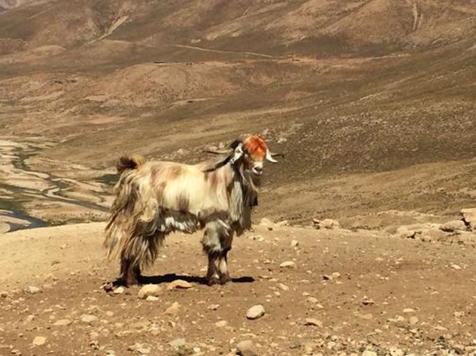 Les chevres domestiques sont toutes issu d'une même espèce de chèvre sauvage, mais de trois lignées différentes. Marjan Mashkour.