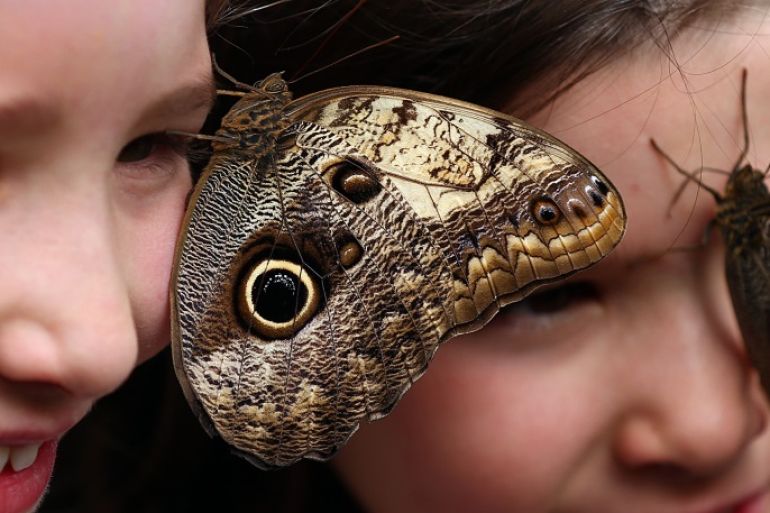 LONDON, ENGLAND - MARCH 31: Owl butterflies rest on the heads of girls during a photocall to highlight the forthcoming 'Sensational Butterflies' exhibition at the Natural History Museum on March 31, 2015 in London, England. The exhibition will run from 2nd April to 13th September and features hundreds of tropical butterflies from around the world. (Photo by Carl Court/Getty Images)