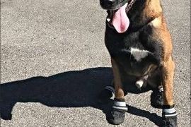 صورة نشرتها شرطة زيورخ في سويسرا ويظهر فيها أحد كلابها وقد تم إلباسه حذاء حتى لا تتأذى قوائمه جراء حرارة الجو المرتفعة