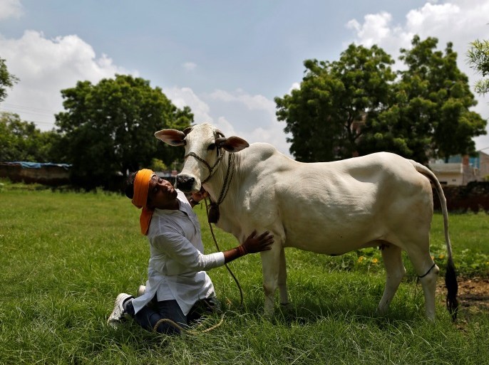 Jitendra Depuriya, a member of a Hindu nationalist vigilante group established to protect cows, is pictured with an animal they claimed to have saved from slaughter, in Agra, India August 8, 2016. REUTERS/Cathal McNaughton