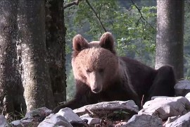 هذا الصباح-سلوفينيا.. محاولات للتعايش السلمي مع الدببة