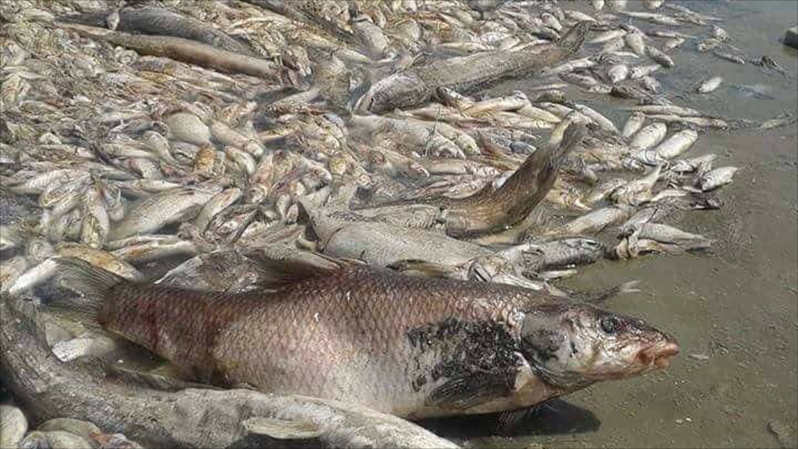 نفوق الأسماك في البصرة ينذر بكارثة وشيكة (مواقع التواصل) 