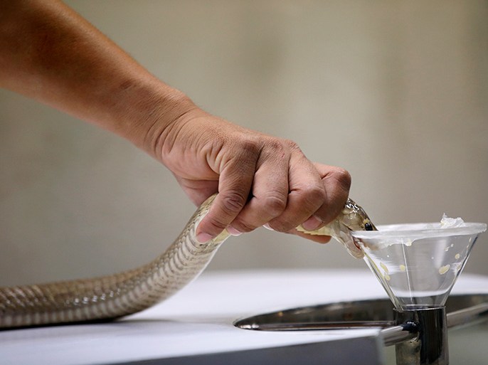 epa04634893 A Thai snake expert extracts venom from a Siamese Cobra at the Snake Farm in Bangkok, Thailand, 24 February 2015. The Snake Farm in Thailand is the second snake farm in the world after Butantan Snake Farm in Sao Paolo, Brazil. The Snake Farm was opened in 1923 when it aimed to become an official institute to utilize the research and develop serum and treatment against the venom of snakes and python in the country. Thailand is the home of more than 200 various kind of snakes, with 60 of them being venomous. EPA/RUNGROJ YONGRIT