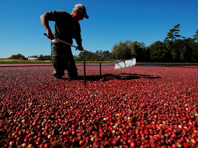 Workers harvest cranberries from one of third-generation farmer Larry Harju's bogs in Carver, Massachusetts, U.S. October 14, 2016. The cranberries from Harju’s farm are a part of the 8 million barrels of cranberries Ocean Spray anticipates is grower-owners will produce this year.  REUTERS/Brian Snyder