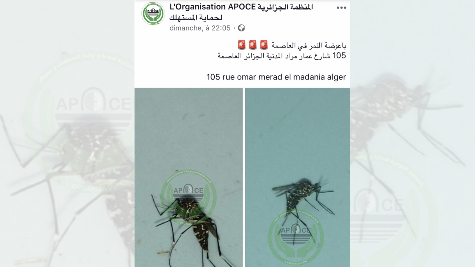 المنظمة الجزائرية لحماية المستهلك تحذر الجزائريين عبر صفحتها الرسمية في فيسبوك من انتشار بعوض النمر بالعاصمة (مواقع التواصل)