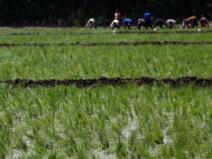 Labourers transplant rice seedlings in a paddy field in Qalyub, in the El-Kalubia governorate, northeast of Cairo, Egypt June 1, 2016. Picture taken June 1, 2016. To match Interview EGYPT-WHEAT/ REUTERS/Amr Abdallah Dalsh