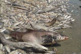 تلوث المياه ونفوق الأسماك في البصرة