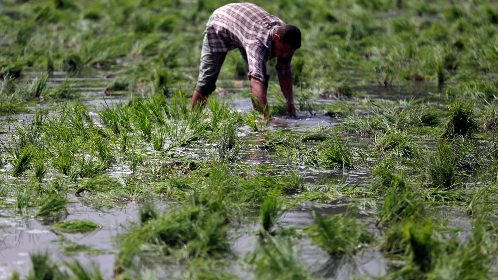 السوق المصري يعاني من تزايد تجارة المبيدات المغشوشة (رويترز)