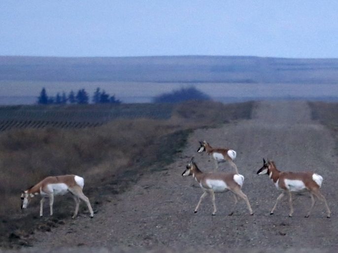 Antelopes cross a road close to the United States border with Canada near Havre, Montana, United States, November 20, 2015. Picture taken on November 20, 2015. REUTERS/Lucy Nicholson